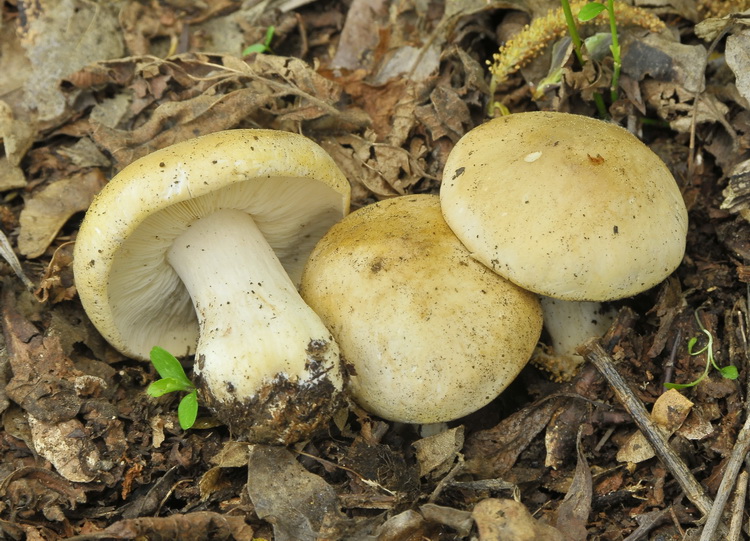 Calocybe gambosa